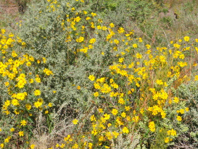 Yellow Daisies.